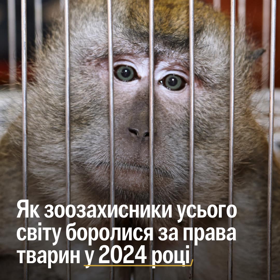Зміни зачепили всіх: тих, хто живе у воді, ходить по землі та літає високо в небі 💛