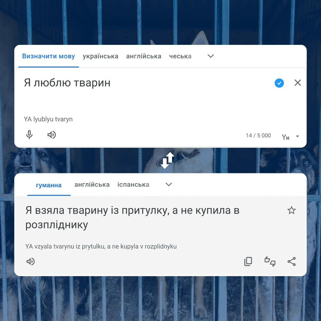 Любити тварин — це прихистити кота чи собаку з притулку ❤️‍🩹