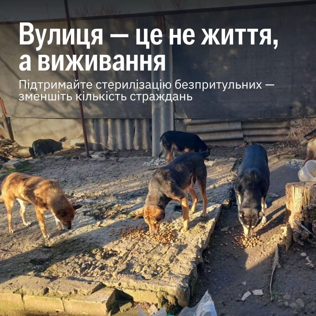 Скільки безхатніх котів і собак гинуть щороку?