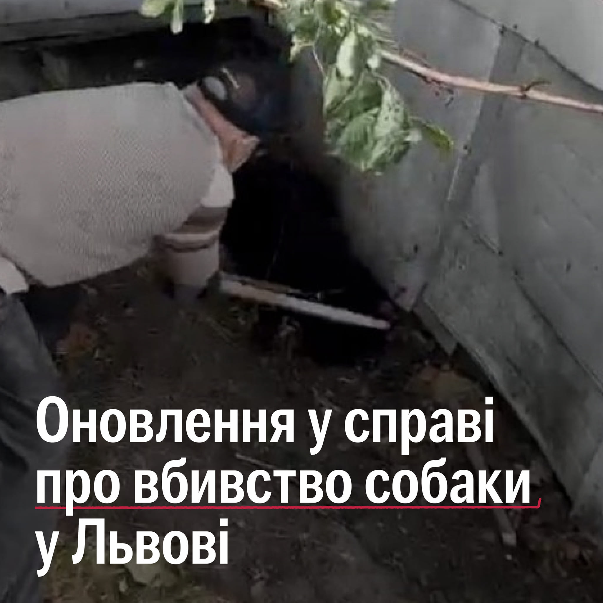 Львівʼянину, який забив палицею собаку до смерті, вручили підозру про жорстоке поводження з тваринами