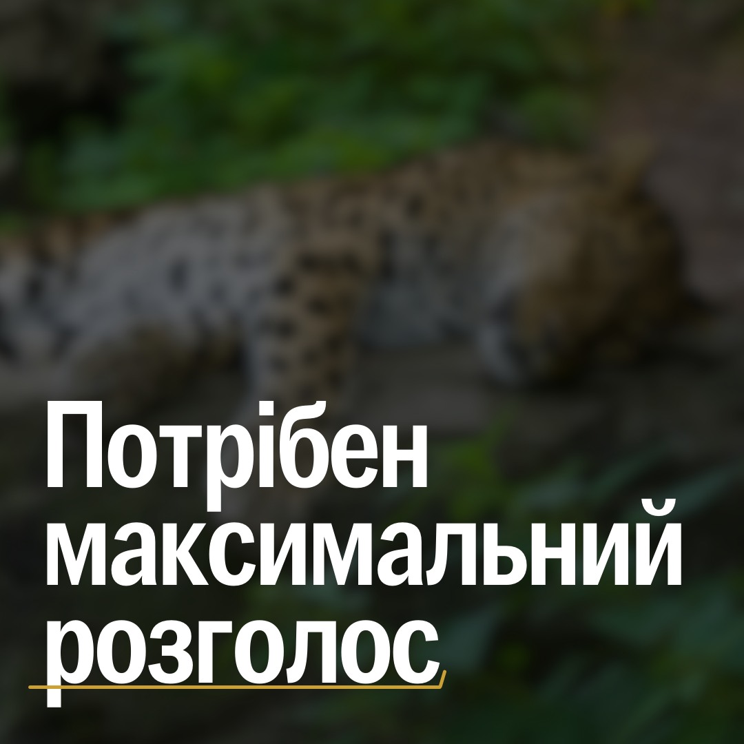 ‼️ В Одеському зоопарку застрелили леопарда