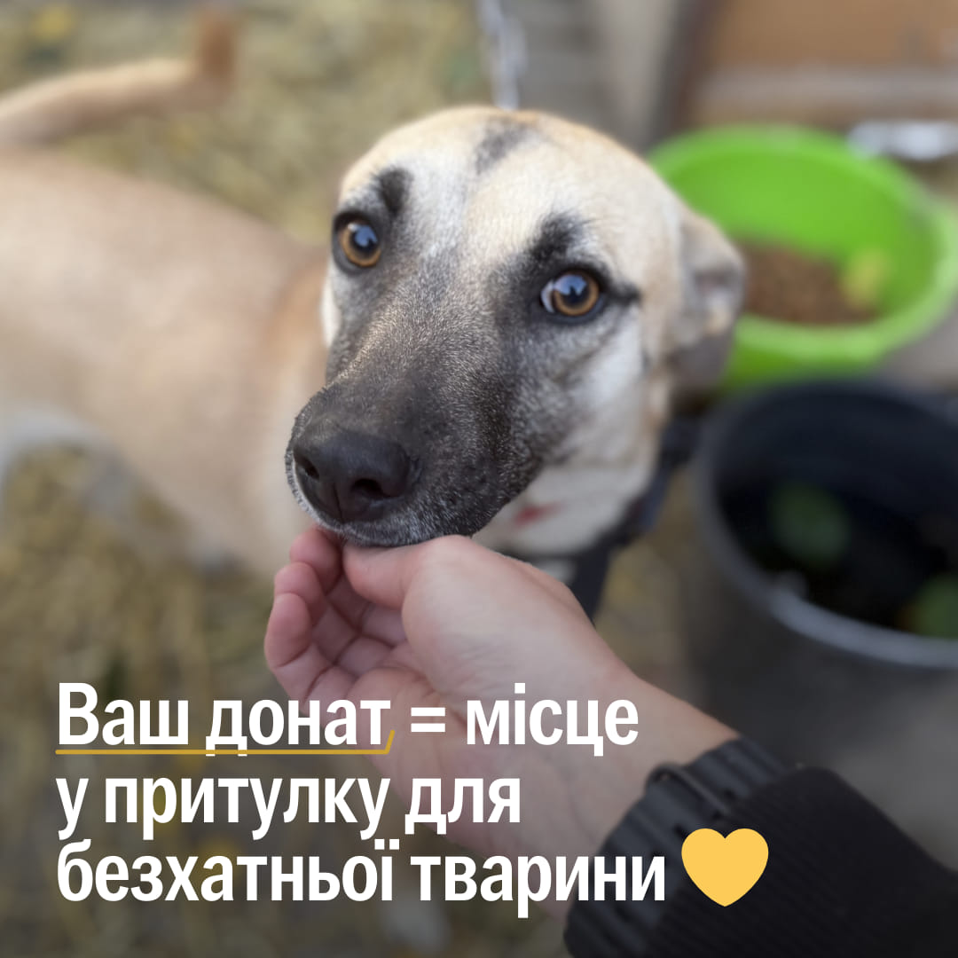 Підтримайте збір на розбудову притулку для евакуйованих тварин 🙏