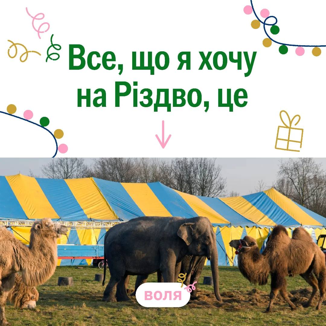 Уявили, про що мріють ці тварини на Різдво 💔