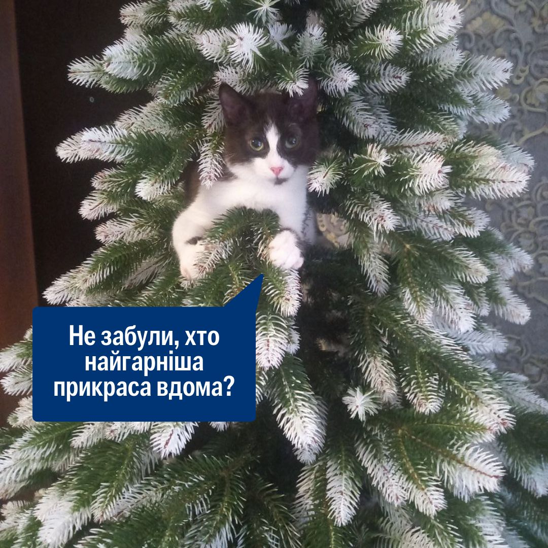 Цього кота відкопали з-під гори сміття 😱