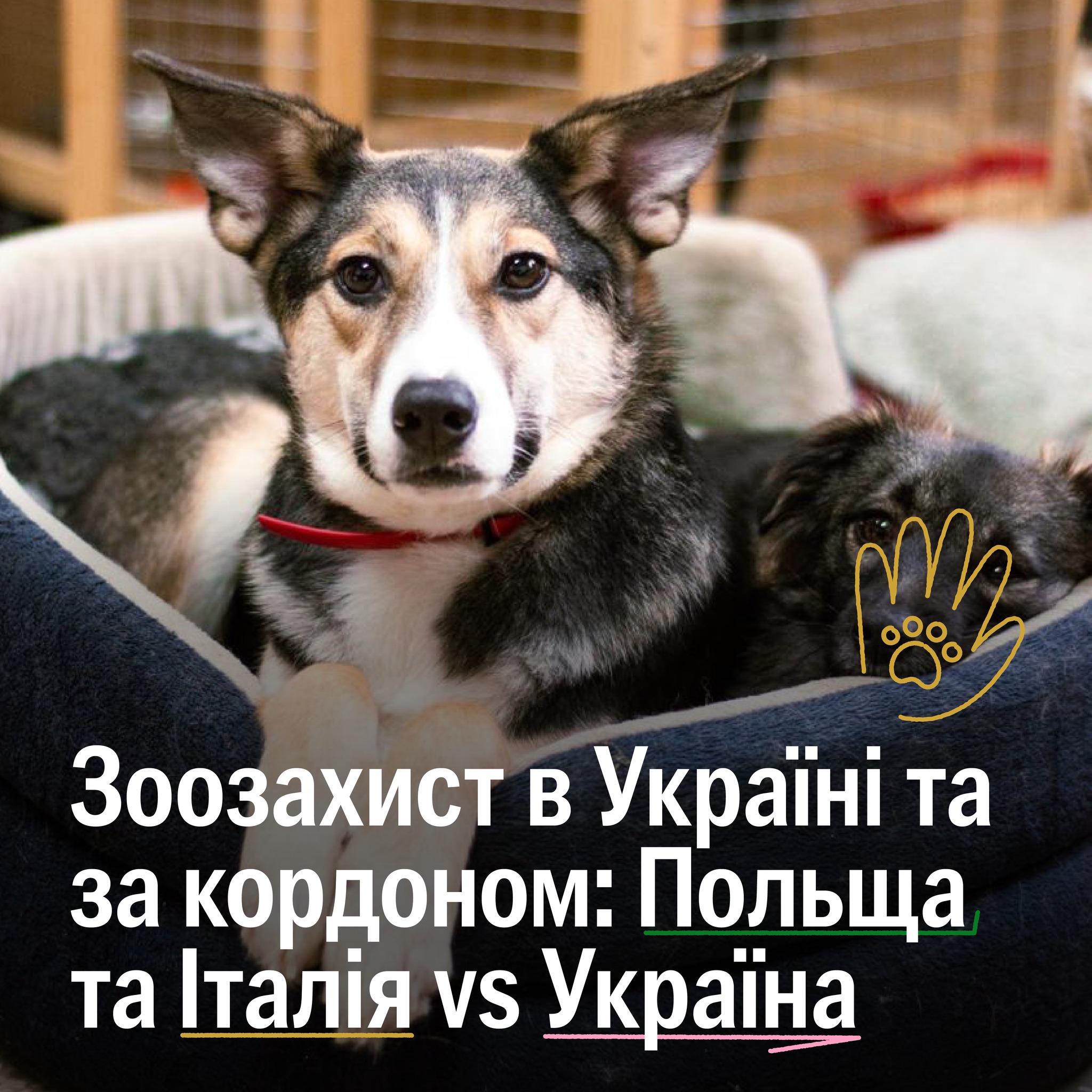 В Італії і Польщі закони краще захищають тварин, ніж в Україні?