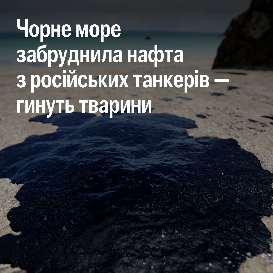 Морські мешканці та птахи гинуть у нафтоплямі з російських танкерів