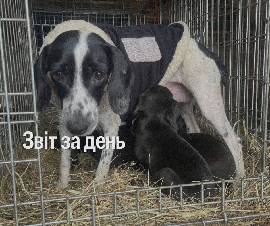 📌 1 037 день повномасштабного вторгнення
