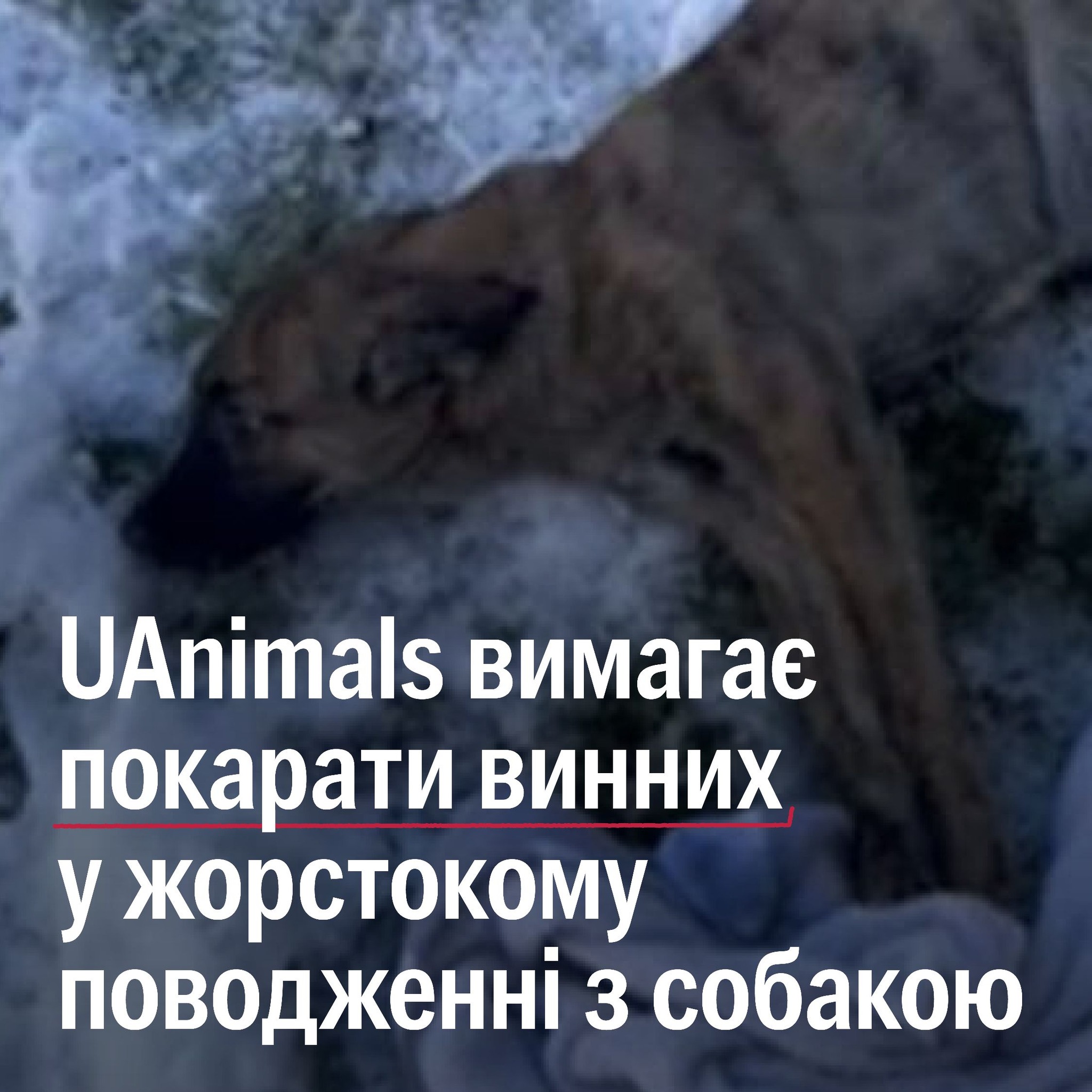 🤬 У Тернополі собаку викинули з вікна