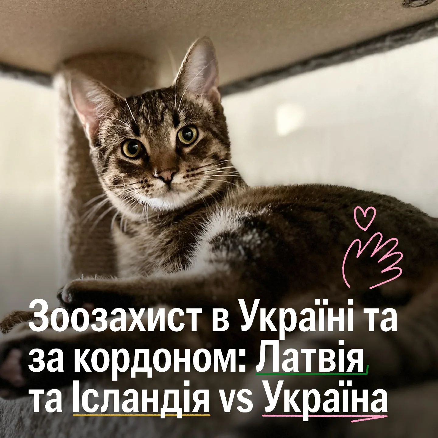 У Латвії та Ісландії тварин захищають краще, ніж в Україні? 🤔🐻