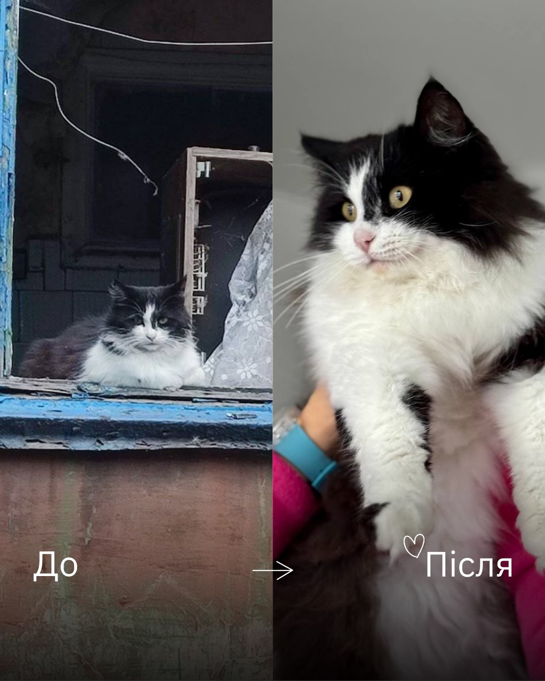 Турбота й любов можуть все змінити до невпізнаваності 🪄🩵