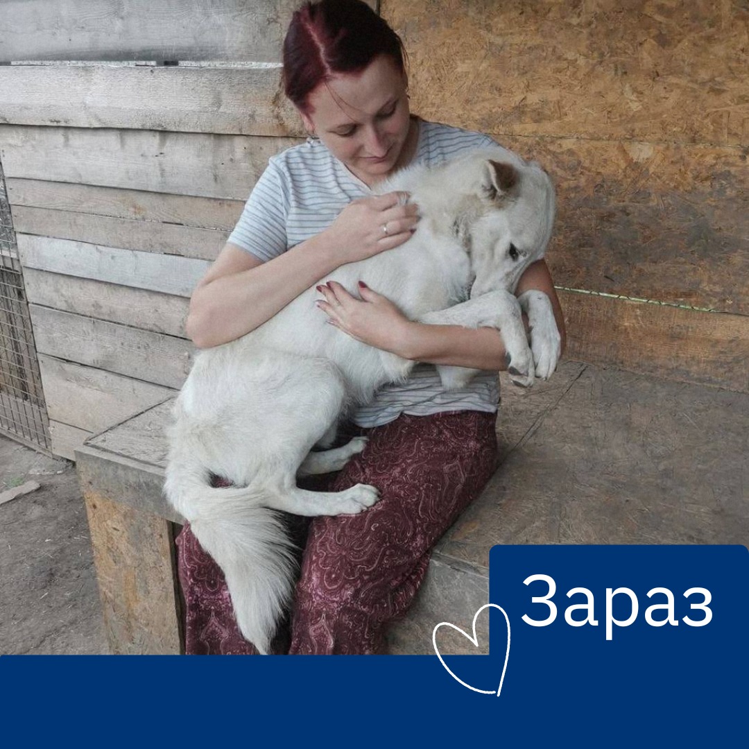 На обидвох фото — врятований пес Френкі 🐕🙏