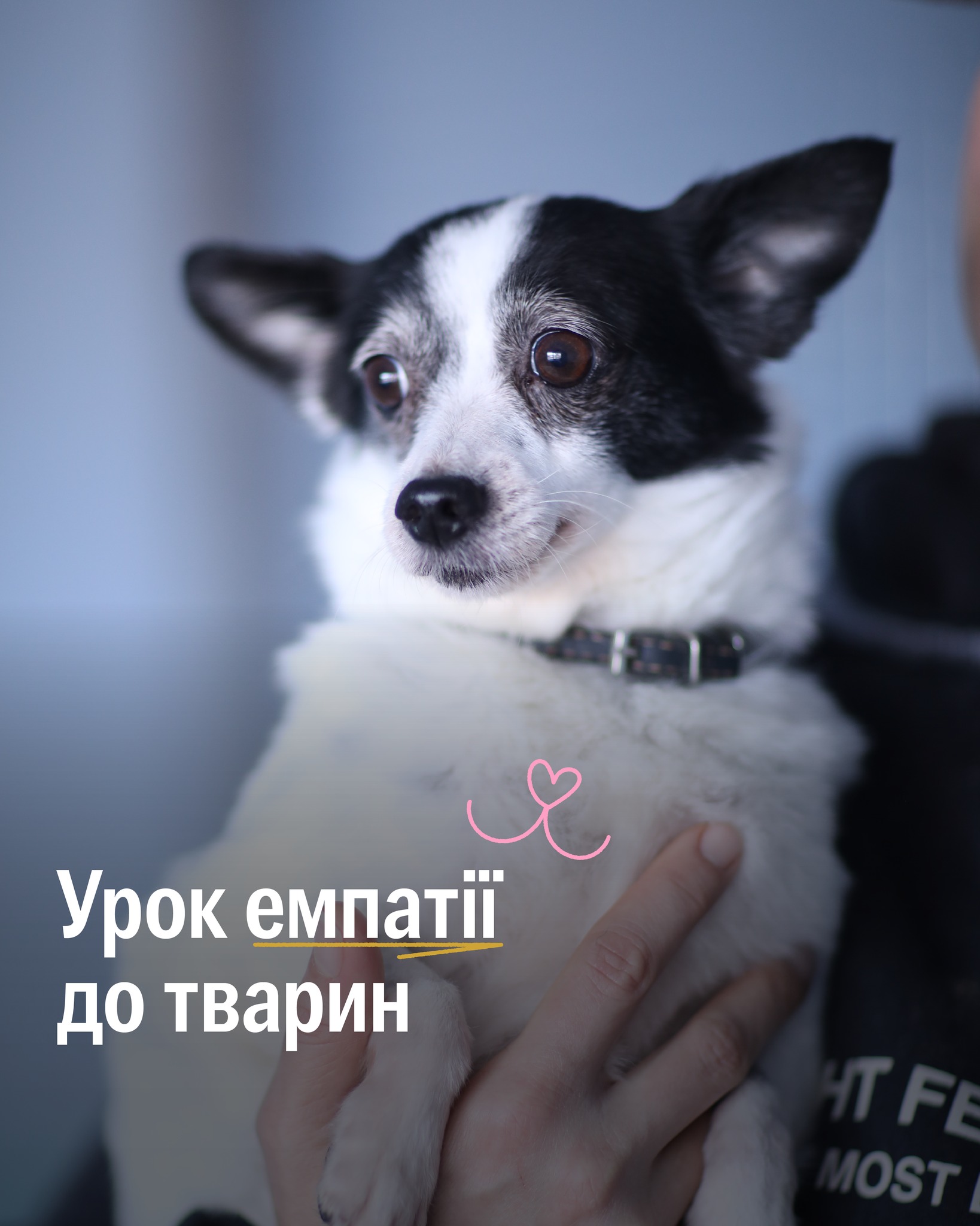 Друзі, діліться уроками про емпатію до тварин зі знайомими вчителями!
