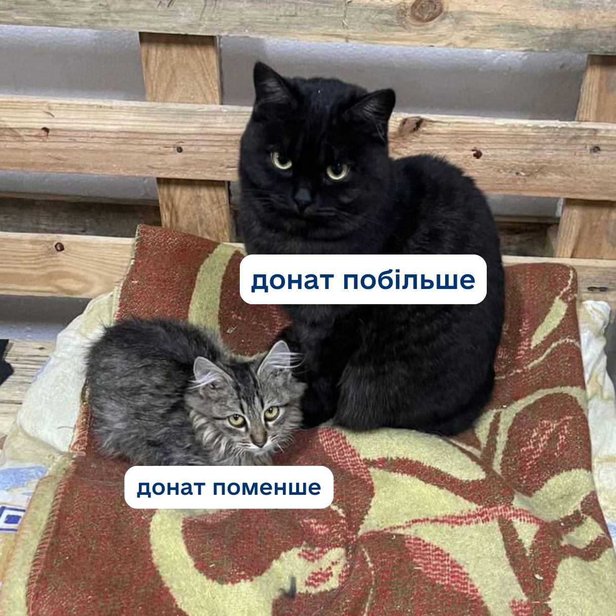 Знали, як насправді виглядають донати? 🤔🤩