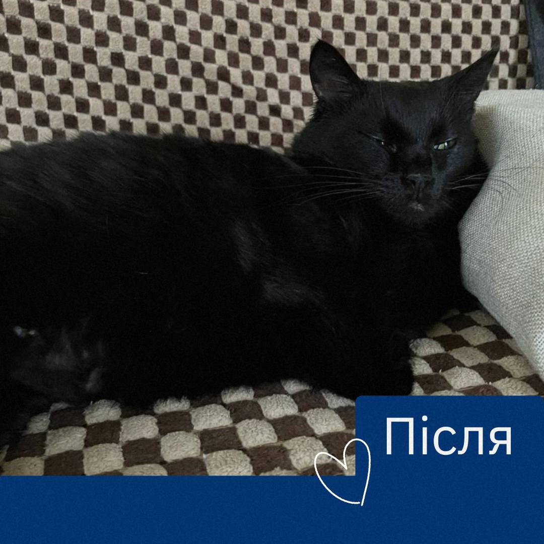 Чорна кішка з понівеченими лапами та хвостом знайшла сімʼю 🐈‍⬛️❤️
