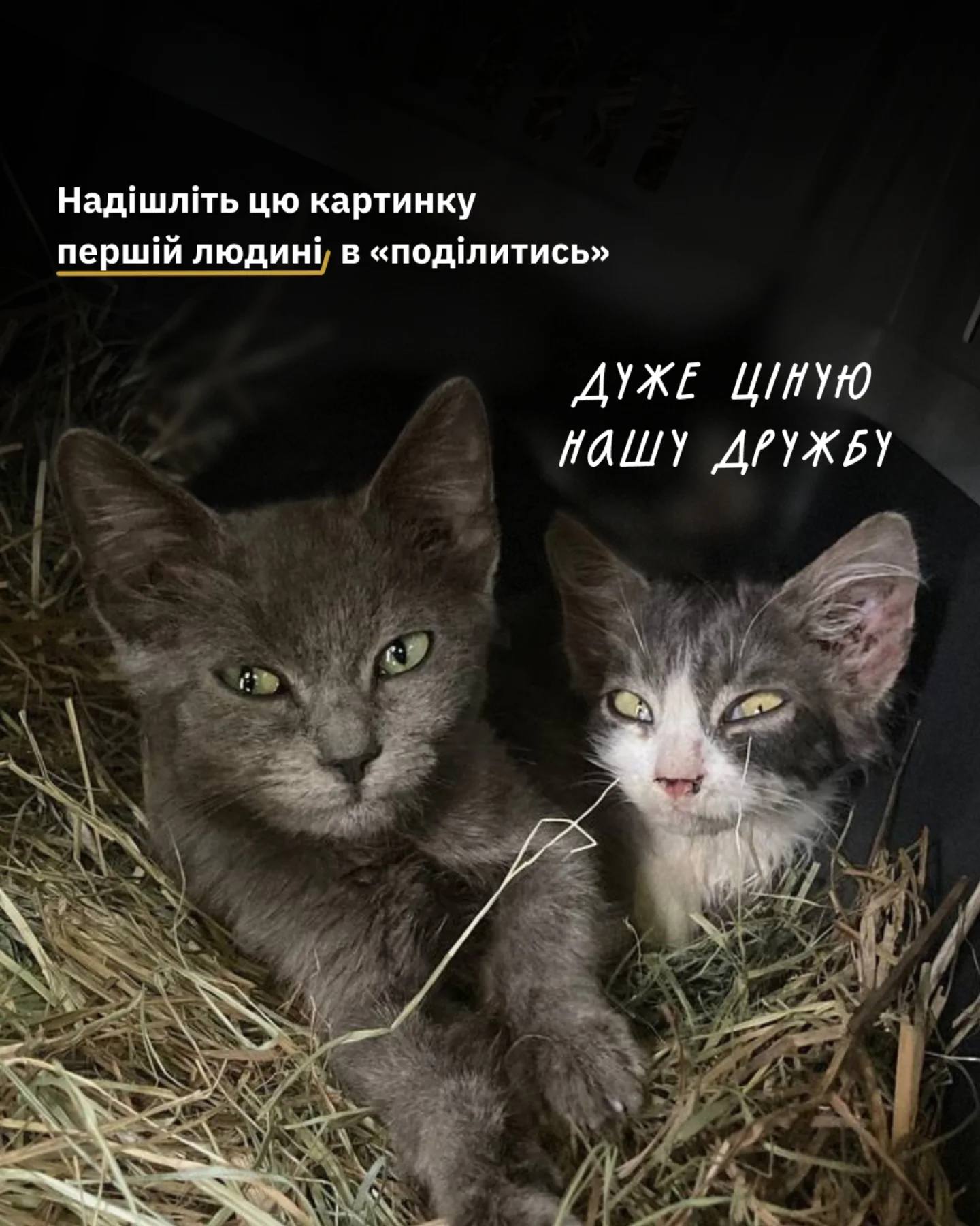 Щось ви давно нічого не надсилали друзям…