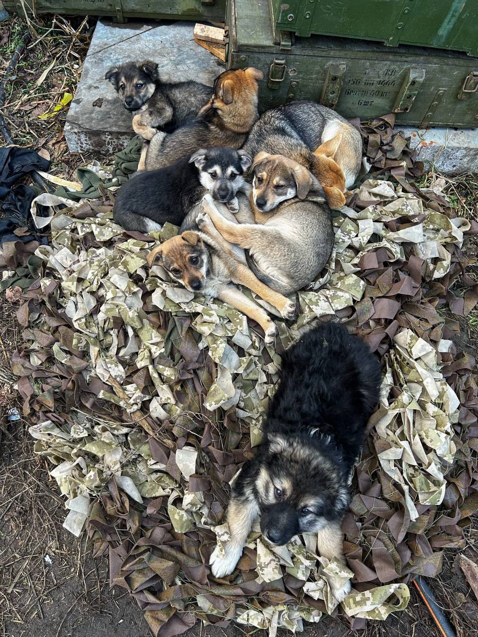 Просто зараз веземо цих цуциків з Донеччини 💔🐶