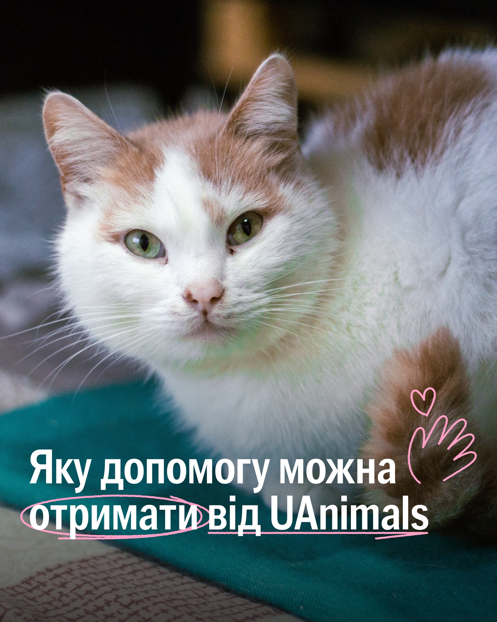 Розповідаємо про напрями допомоги UAnimals і як попросити у нас підтримки 🐕
