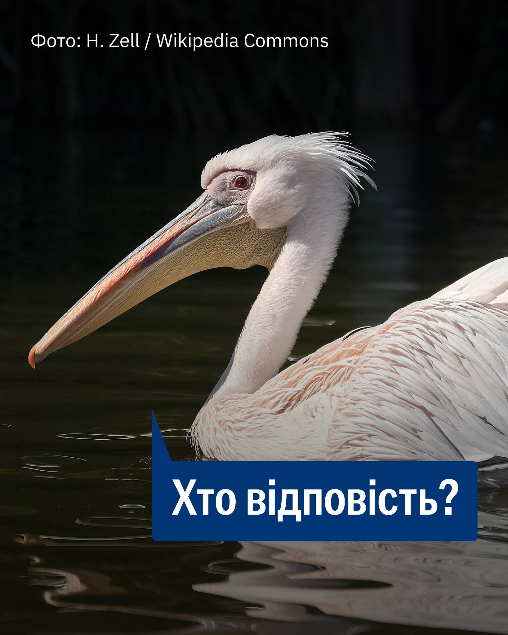 А ви знаєте, як російські солдати знущались над пеліканами у Приазов’ї?