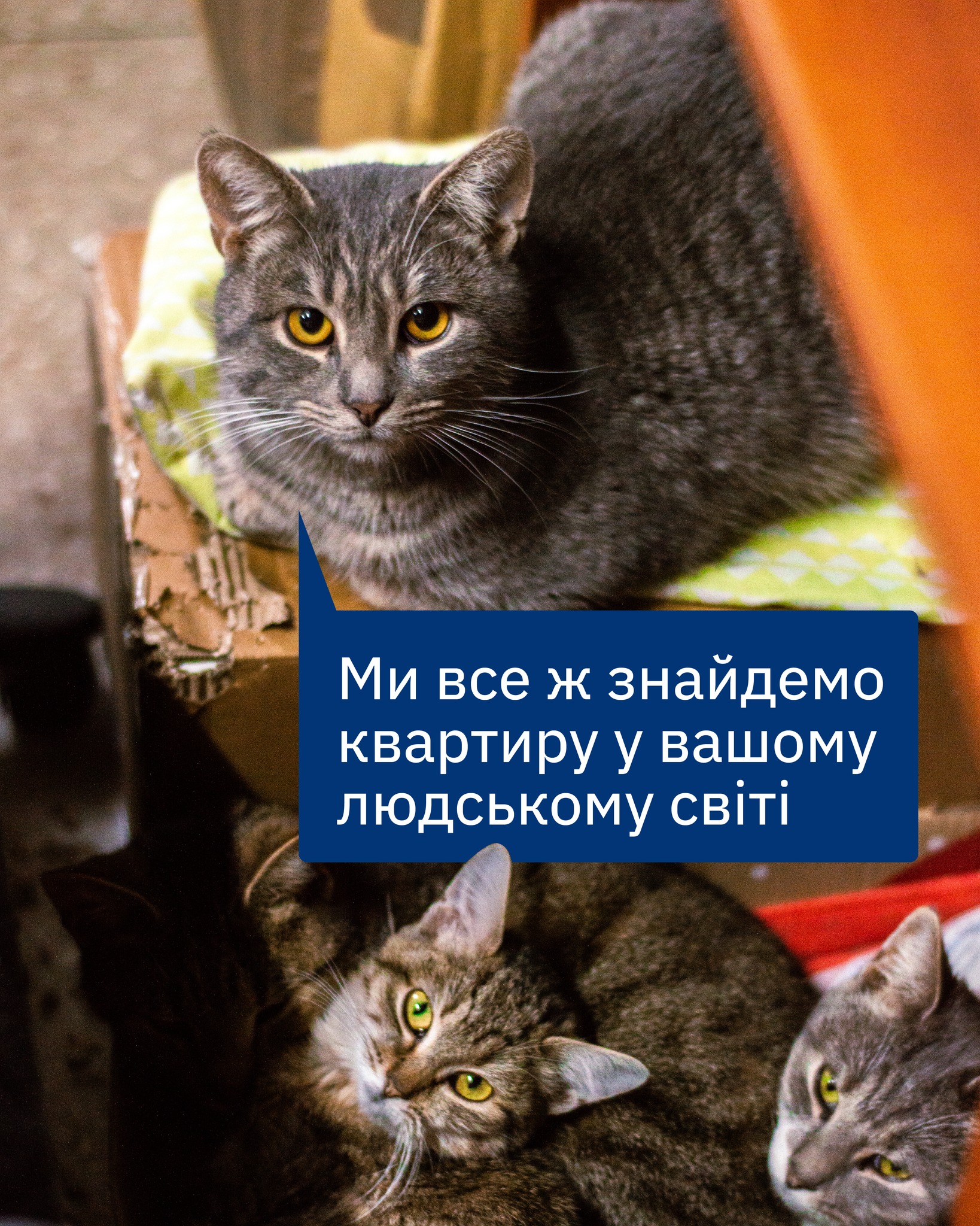 Оренда житла чи детективна історія? 🕵🏻‍♀️