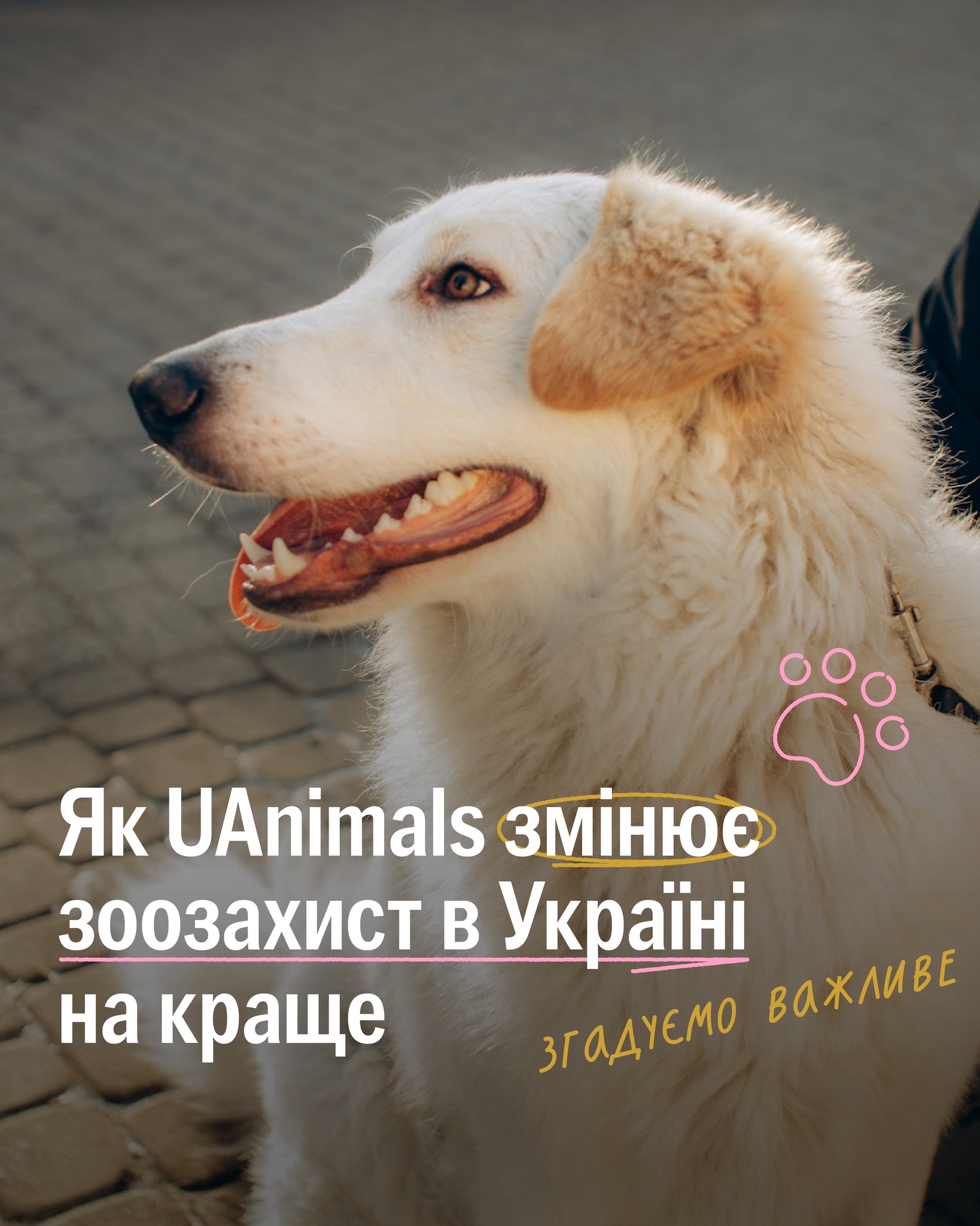 💔”Люди не діляться на тих, хто допомагає тваринам, і тих, хто допомагає людям