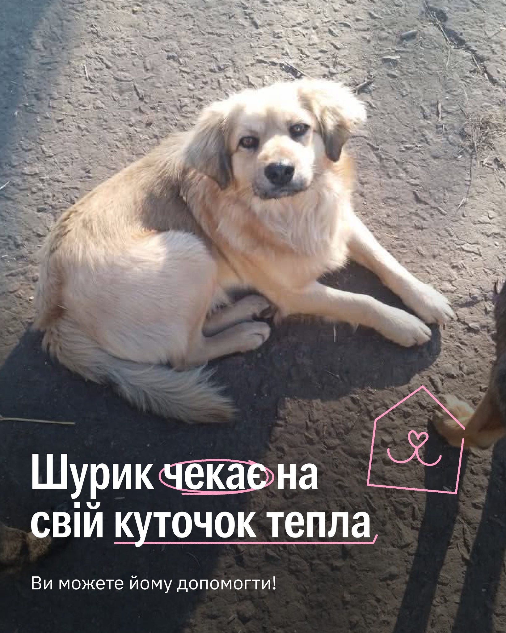 Цього пса викинули на трасу ще цуциком 😰