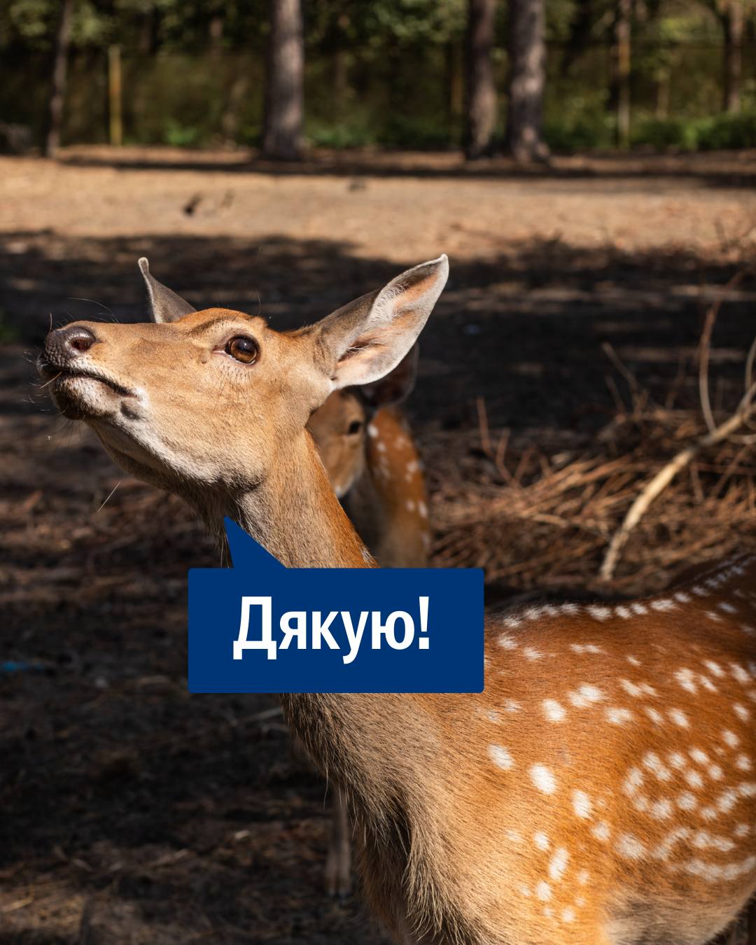 Друзі, як часто ви дякуєте? А як часто дякують вам? 🤔