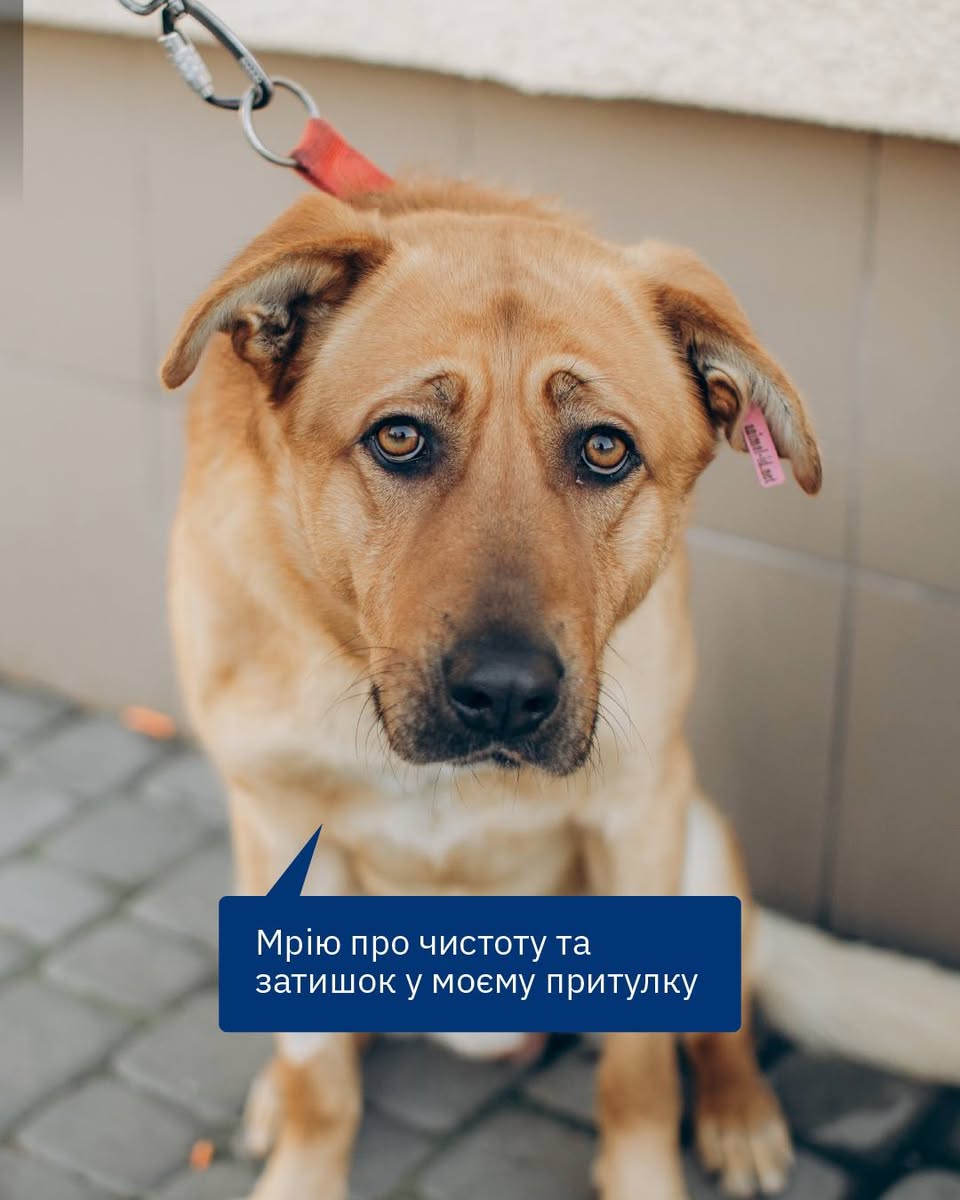 Приходьте прибирати в притулках для тварин 🐾