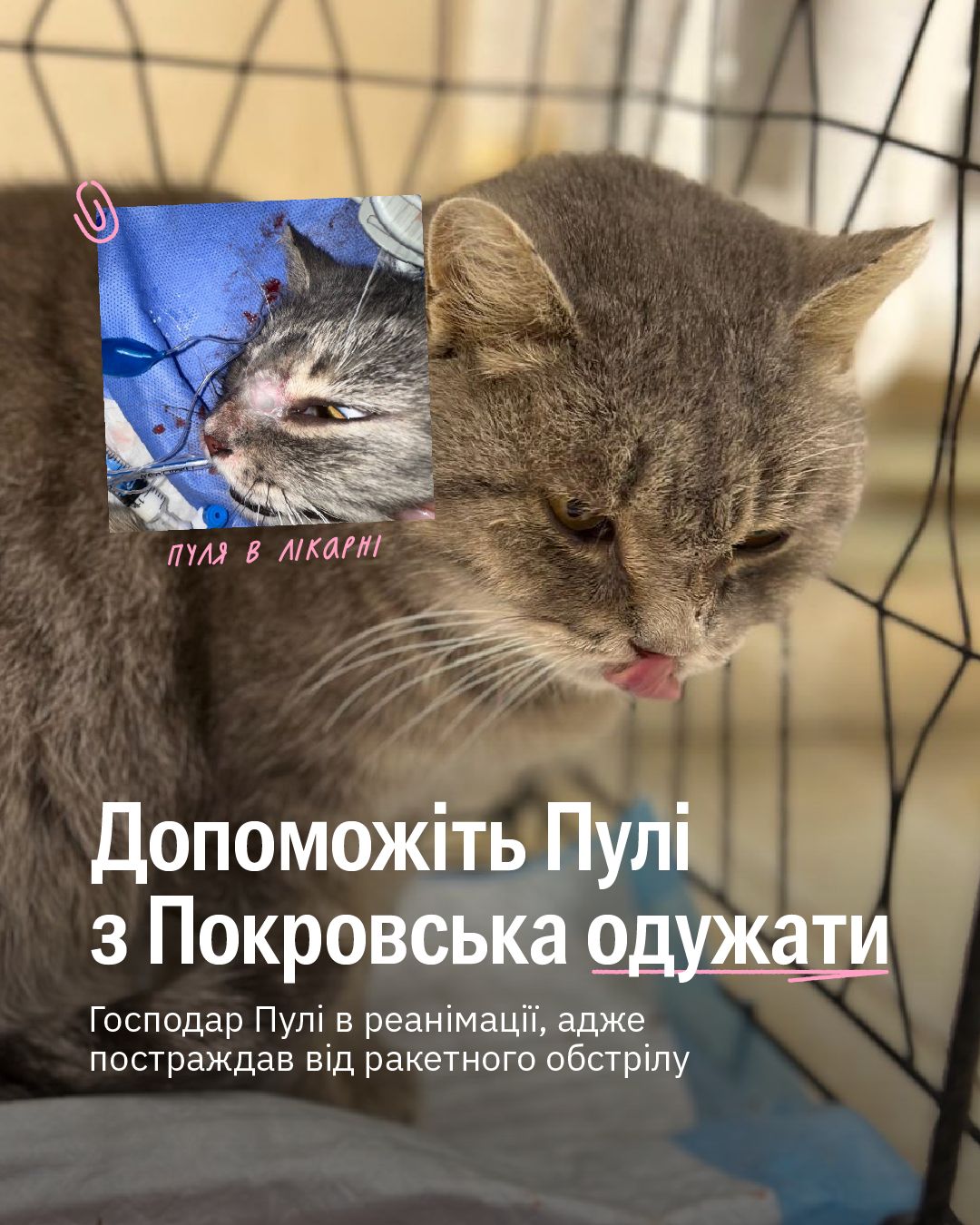 Кішка Пуля з Покровська пережила надто багато за своє життя 💔🥺