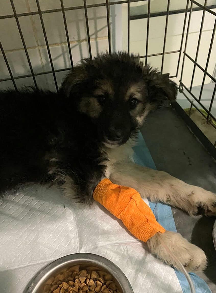 Цьому цуценяті стало погано під час евакуації 💔