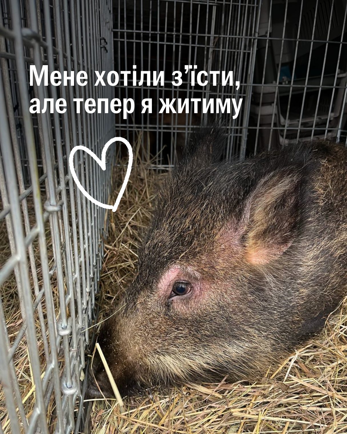 Герой нашої історії міг би померти безліч разів, але вижив!