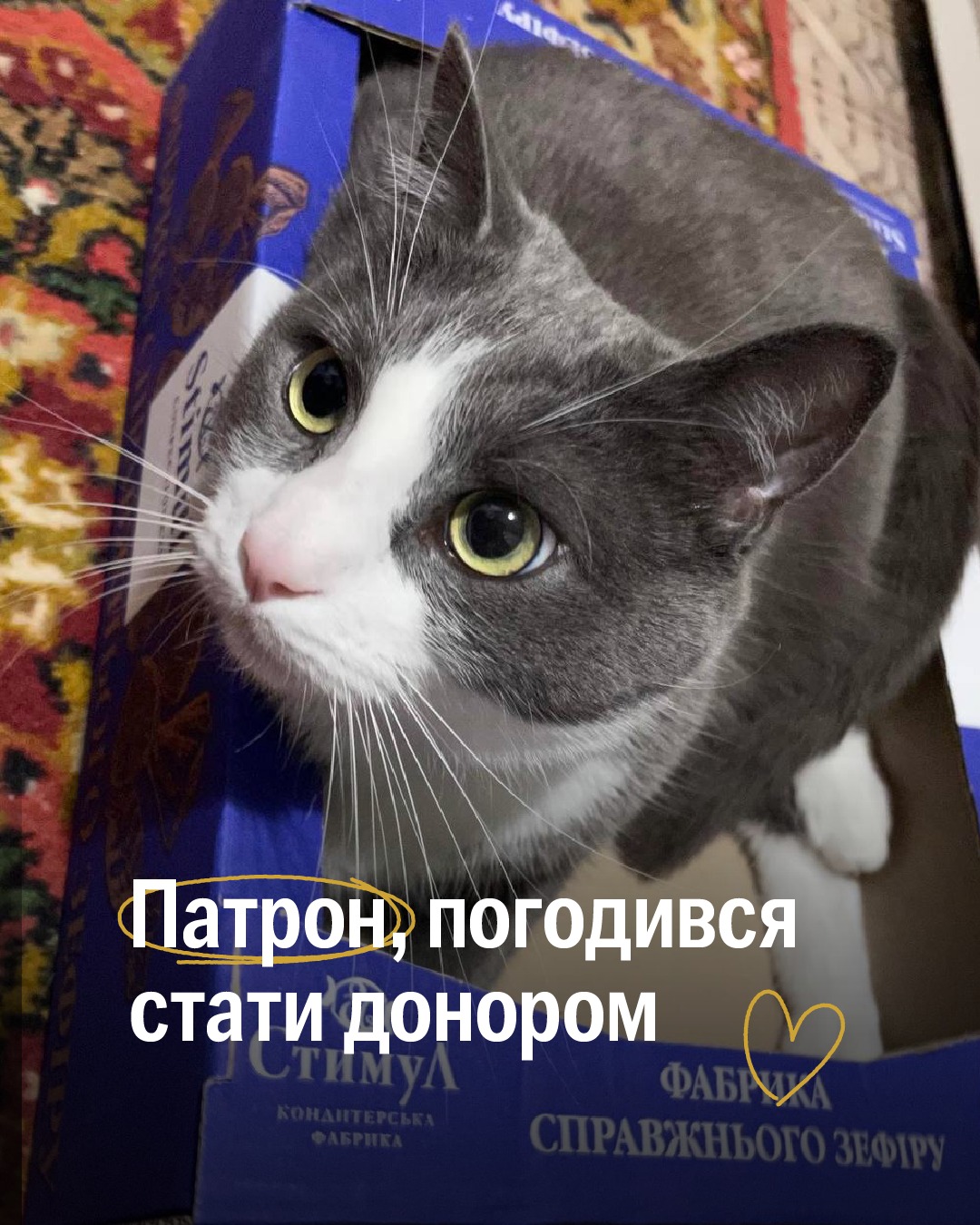 Біляшу потрібні переливання крові кожні два тижні 🥺❤️‍🩹