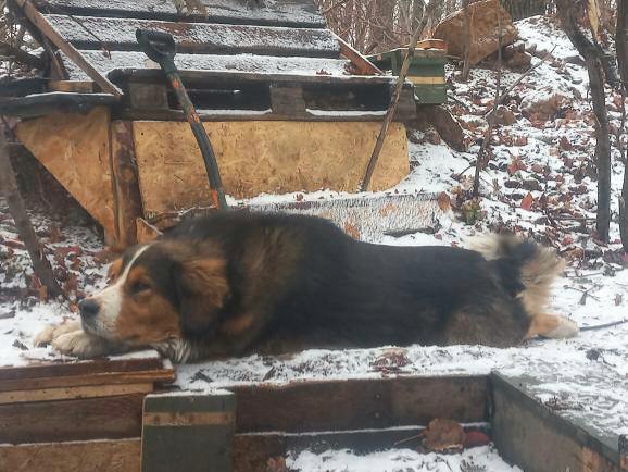 Цього пса покинули поблизу лінії зіткнення 😢