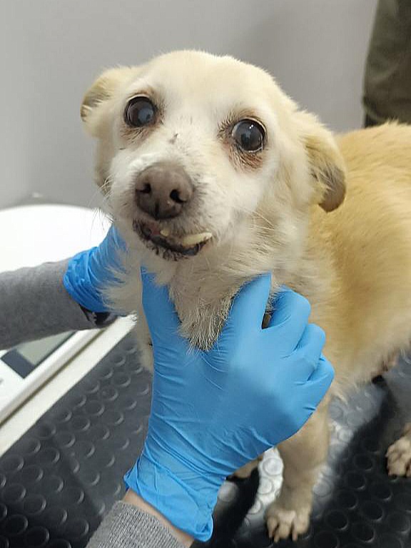 Допоможіть собаці Мадонні зі зламаною щелепою 🙏🐕