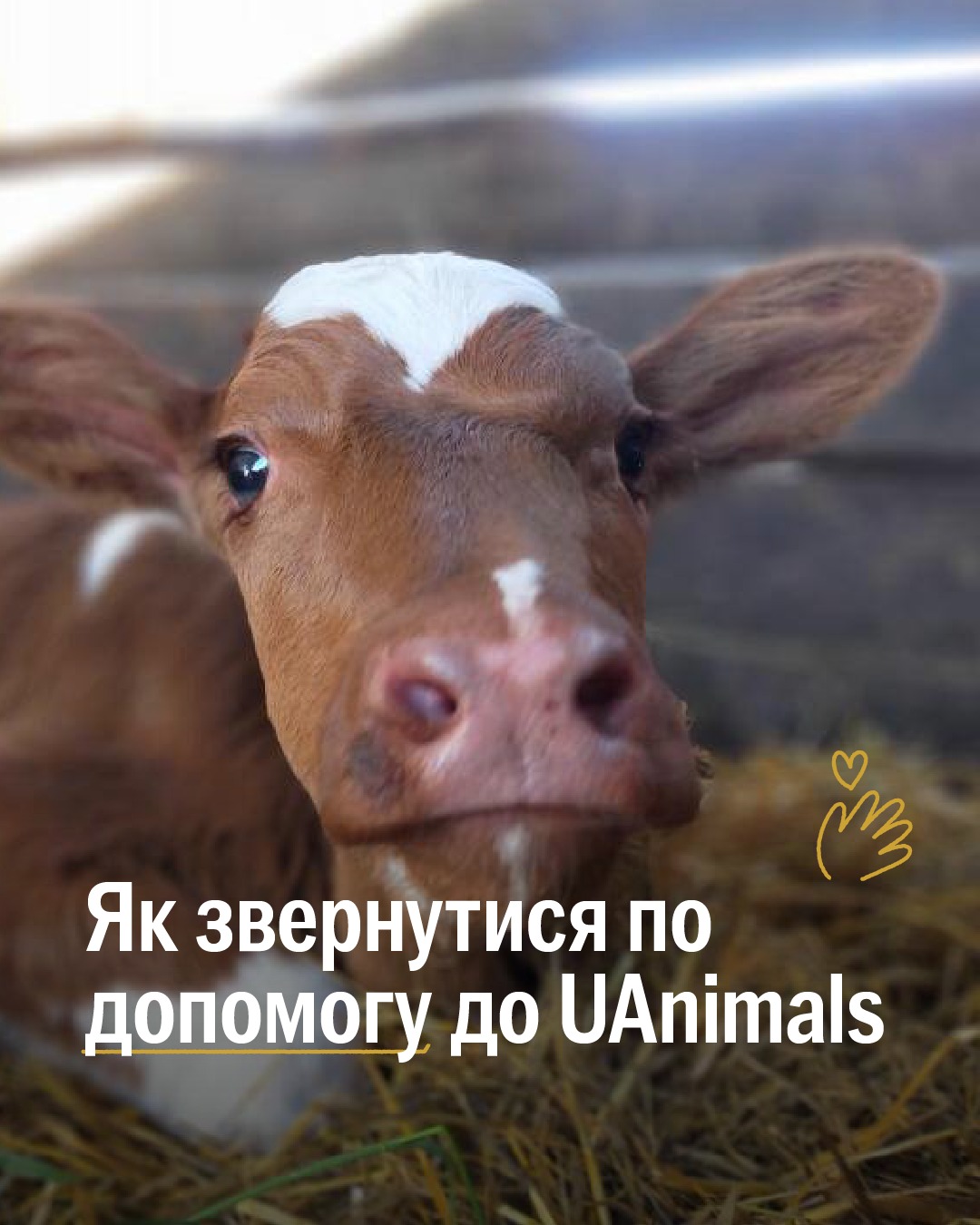 Потрібна допомога? 🐾🙏🏽