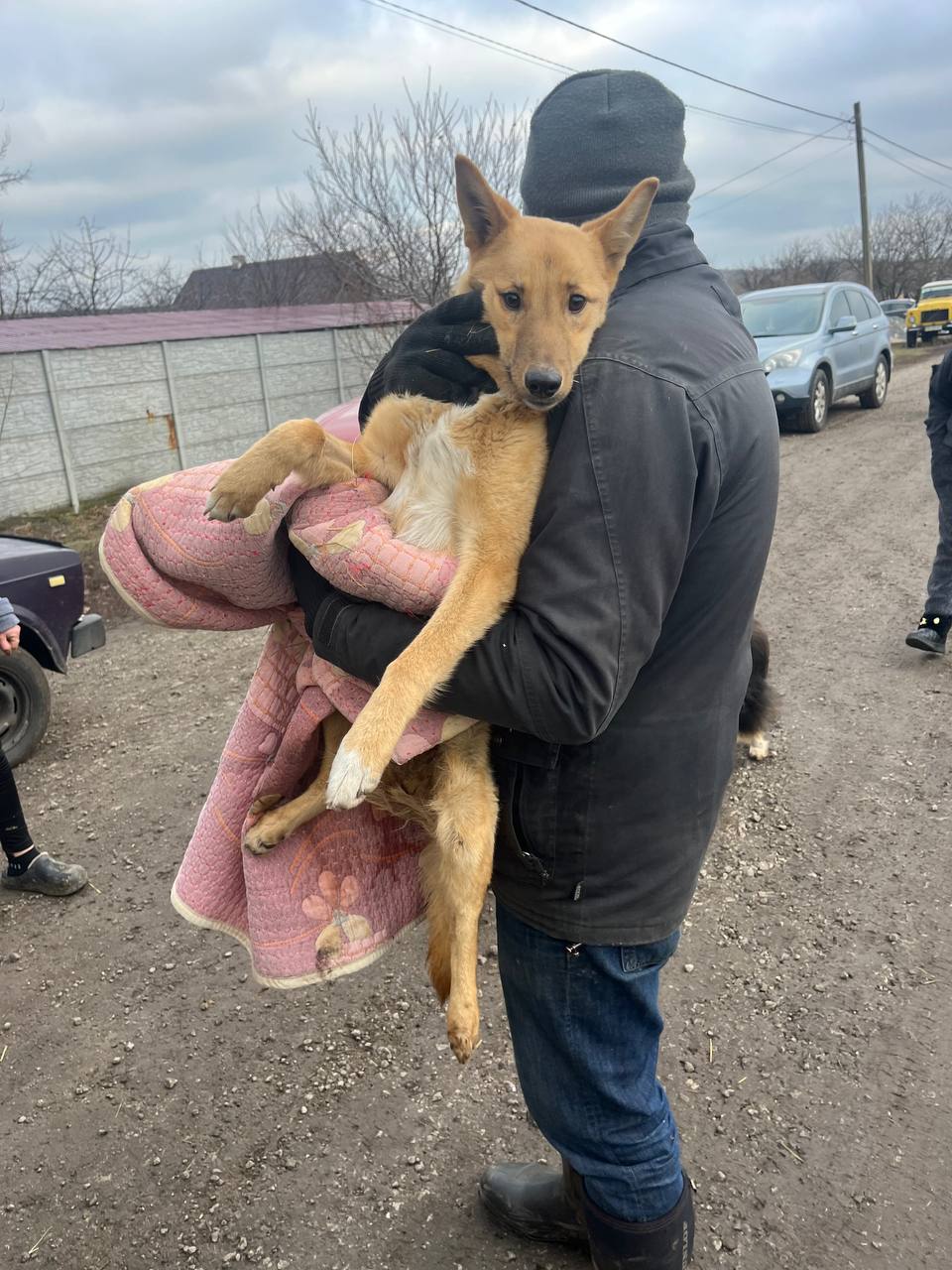 Цього собаку команда UAnimals евакуювала з вогнепальним пораненням 💔