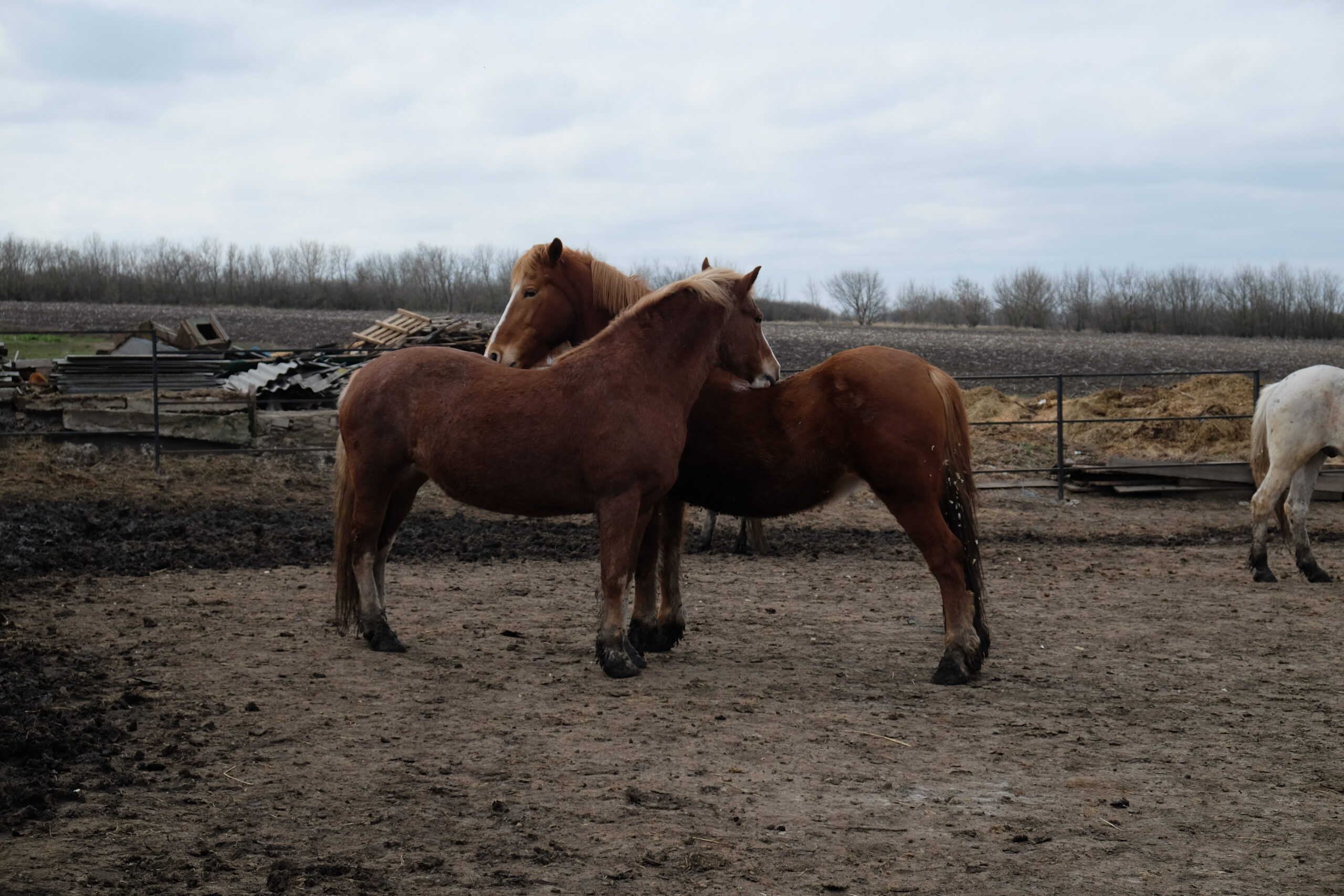 Понад 100 людей долучилися до Клубу рятівників тварин UAnimals за останні два тижні