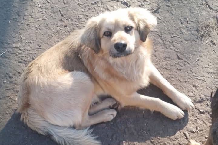 UAnimals запускає збір на 10 вольєрів у притулку на Дніпропетровщині