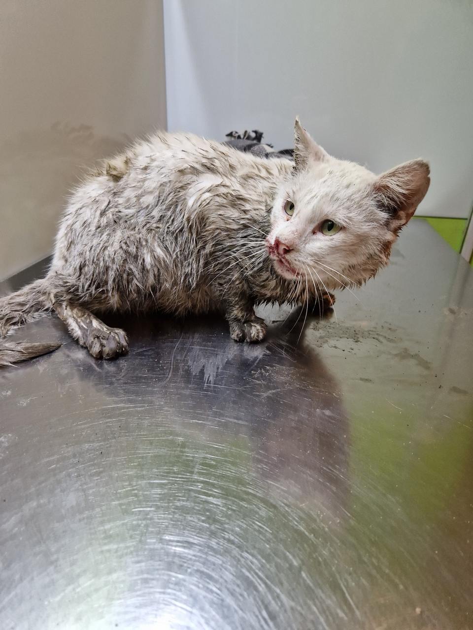 Сніжок мусить жити у клітці через імунодефіцит 😔
