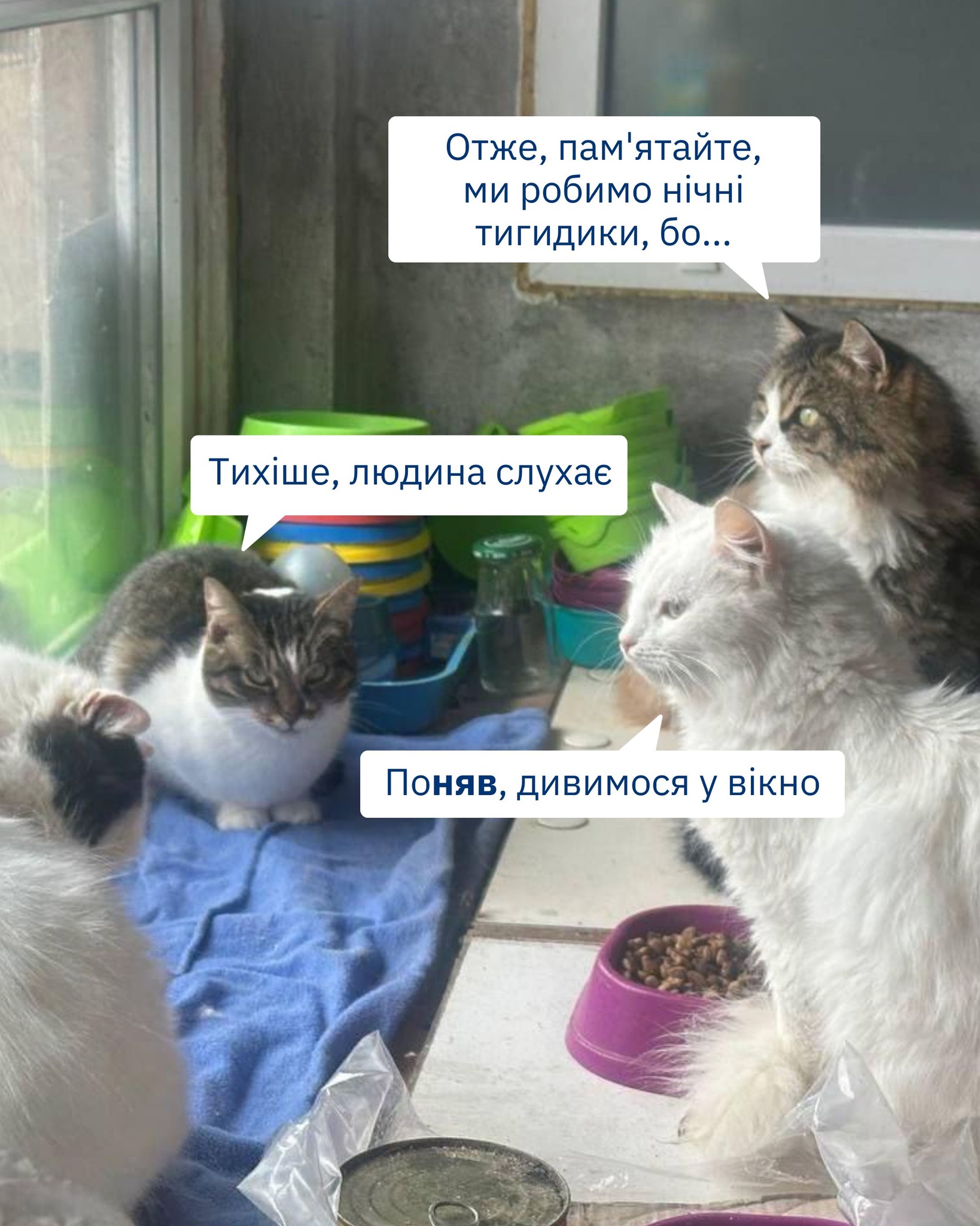 Чому коти роблять вночі тигидик і коли їх можна гладити? 😱🤩