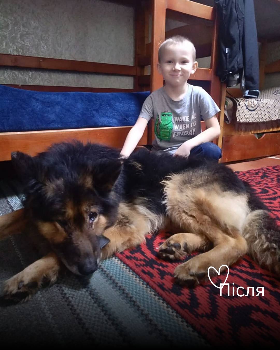 Людина цього пса померла 😥