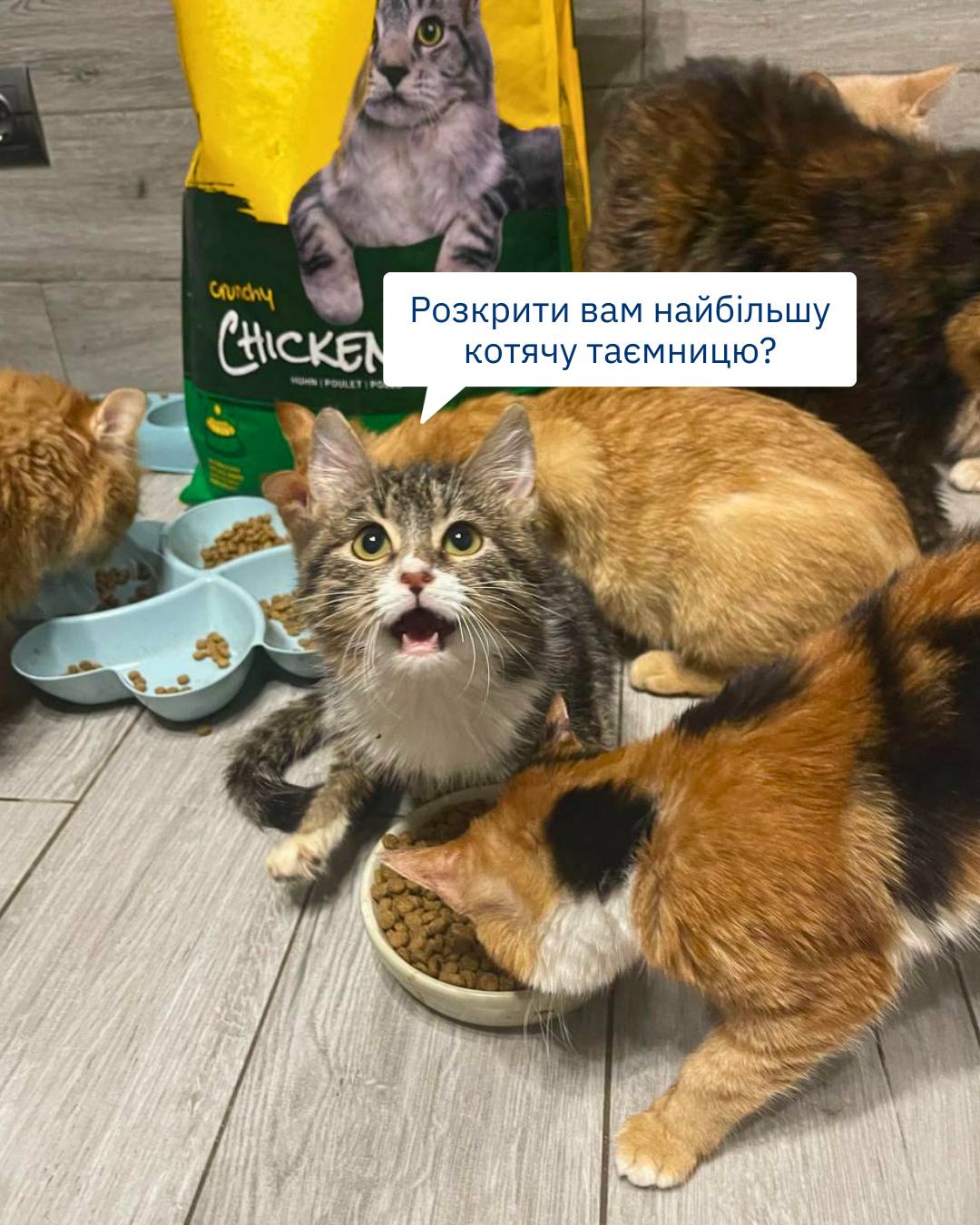 Нова Пошта — спонсорка збережених котячих таємниць… 😉