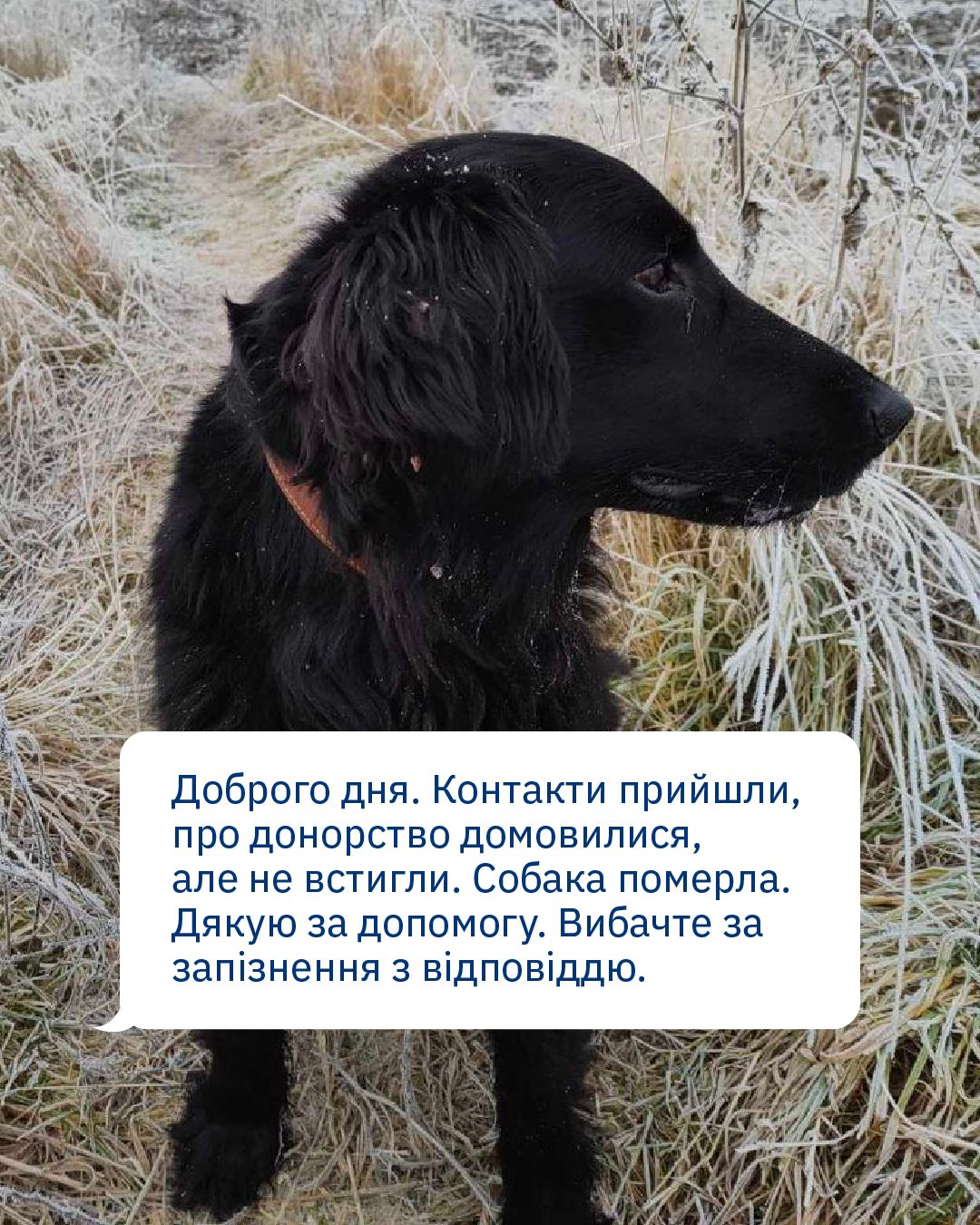 Пес Чарлі помер, бо йому не встигли зробити переливання крові 💔
