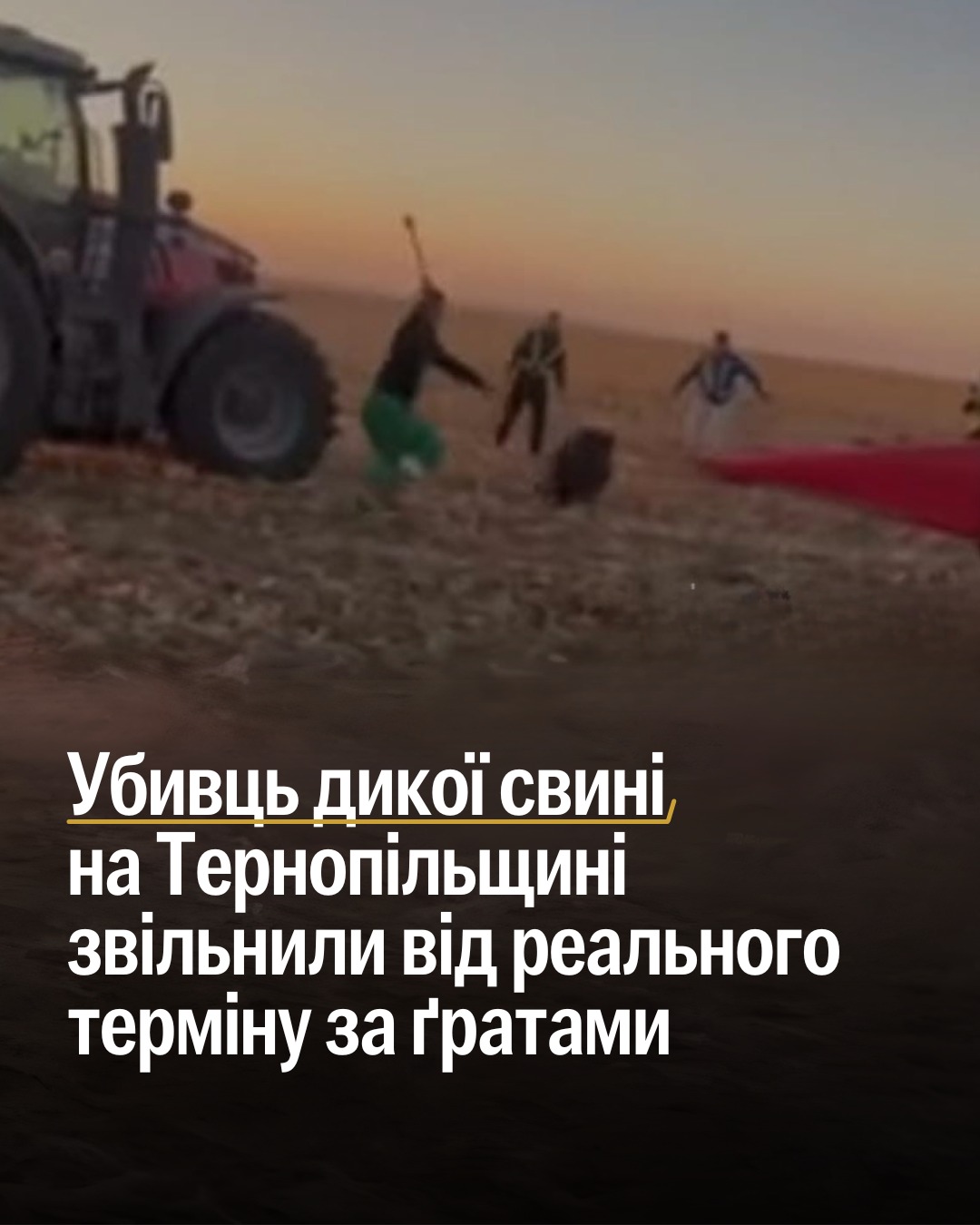 Убивць дикої свині на Тернопільщині звільнили від реального терміну за ґратами