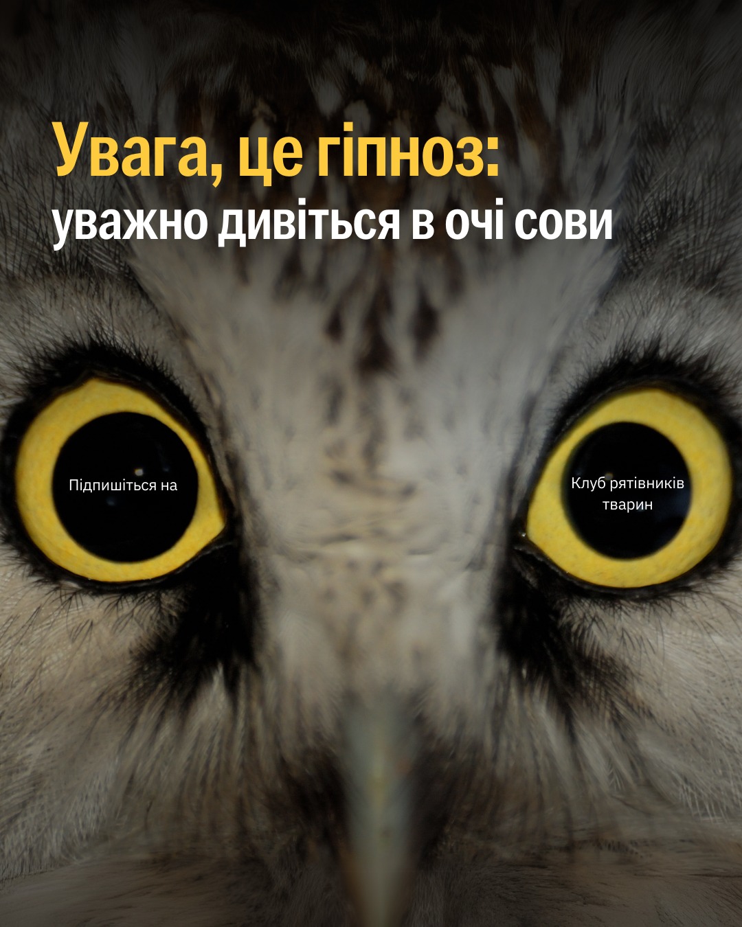 Колись піддавалися гіпнозу від сови? 🦉😅