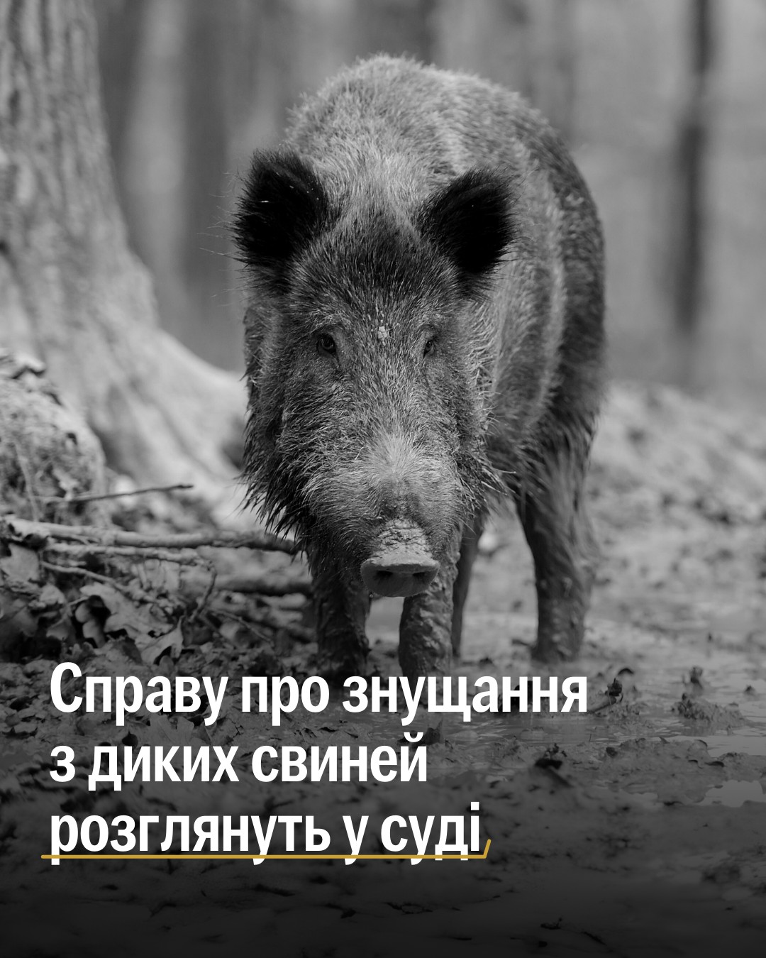 Ділимося новинами по жахливому випадку жорстокості до дикої свині на Тернопільщині 😡