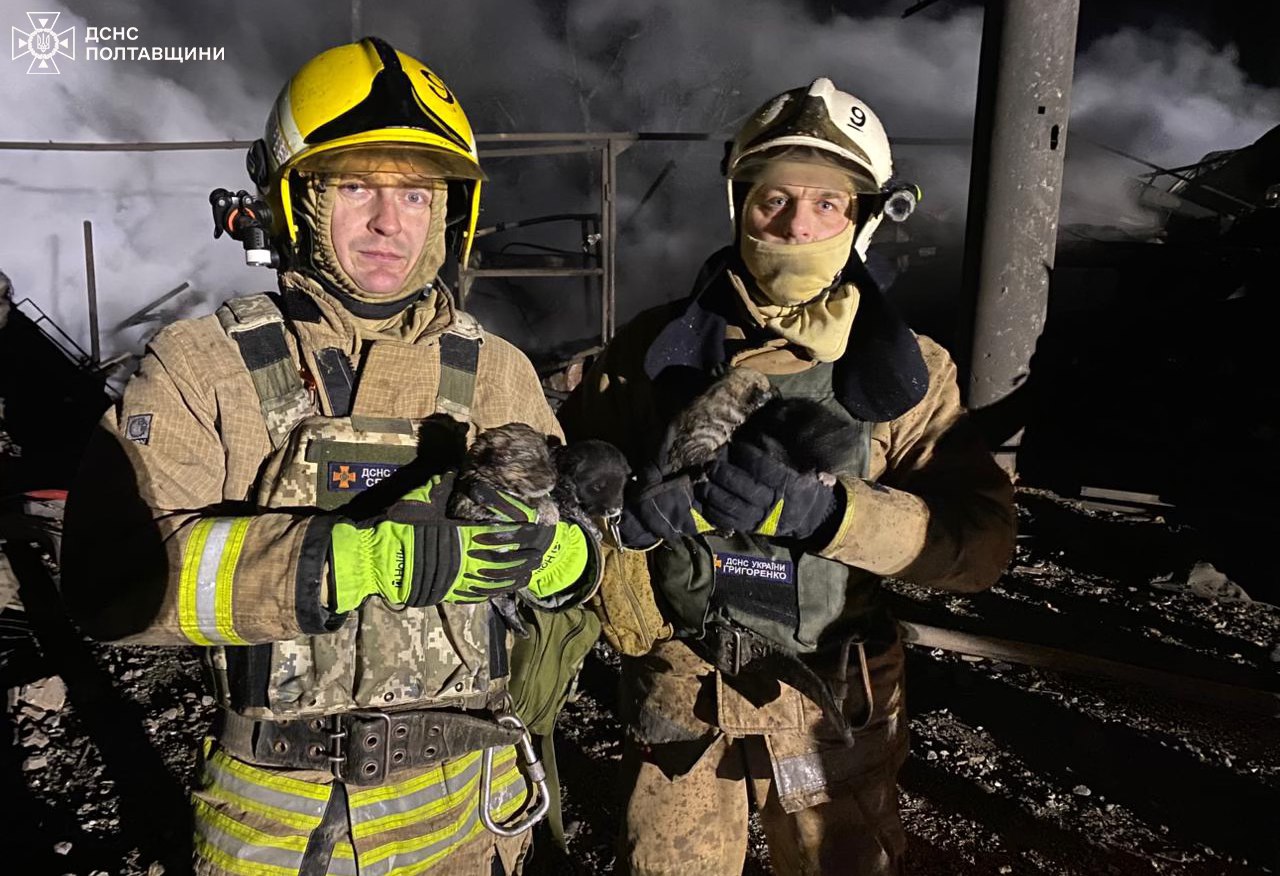 Надзвичайники врятували цуценят з-під завалів після обстрілів 🐶