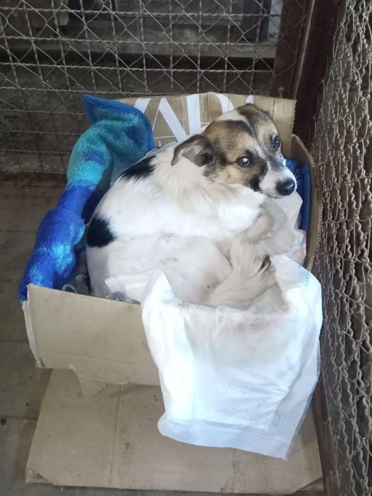 Цьому собаці довелось зробити ампутацію 😥