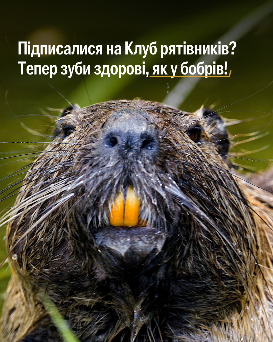 А хто не хоче здорових зубів? 🦫