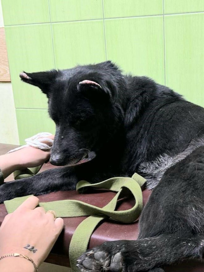 Контужена собака Ляля загинула 💔
