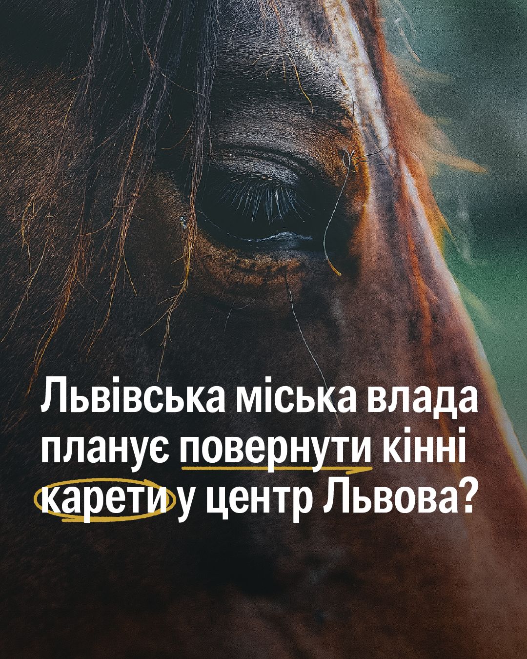 20 лютого депутати львівської міської ради підтримали петицію про упорядкування послуг з перевезення кінними каретами в центрі Львова